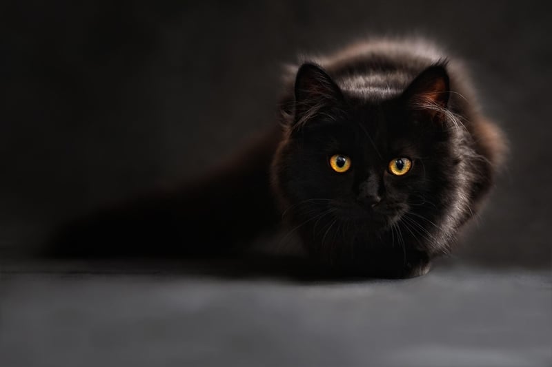 Enigmatic beings
